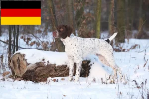 Read more about the article Braque français tipo Pyrénées criadores e cachorros na Alemanha