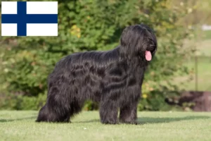 Read more about the article Criadores de Briard e cachorros na Finlândia