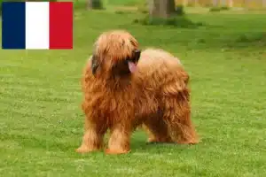 Read more about the article Criadores de Briard e cachorros em França