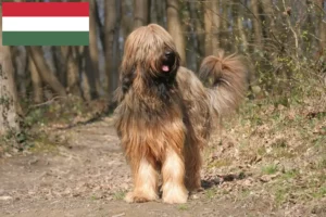 Read more about the article Criadores de Briard e cachorros na Hungria