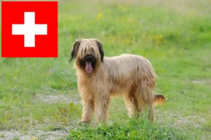 Read more about the article Criadores de Briard e cachorros na Suíça