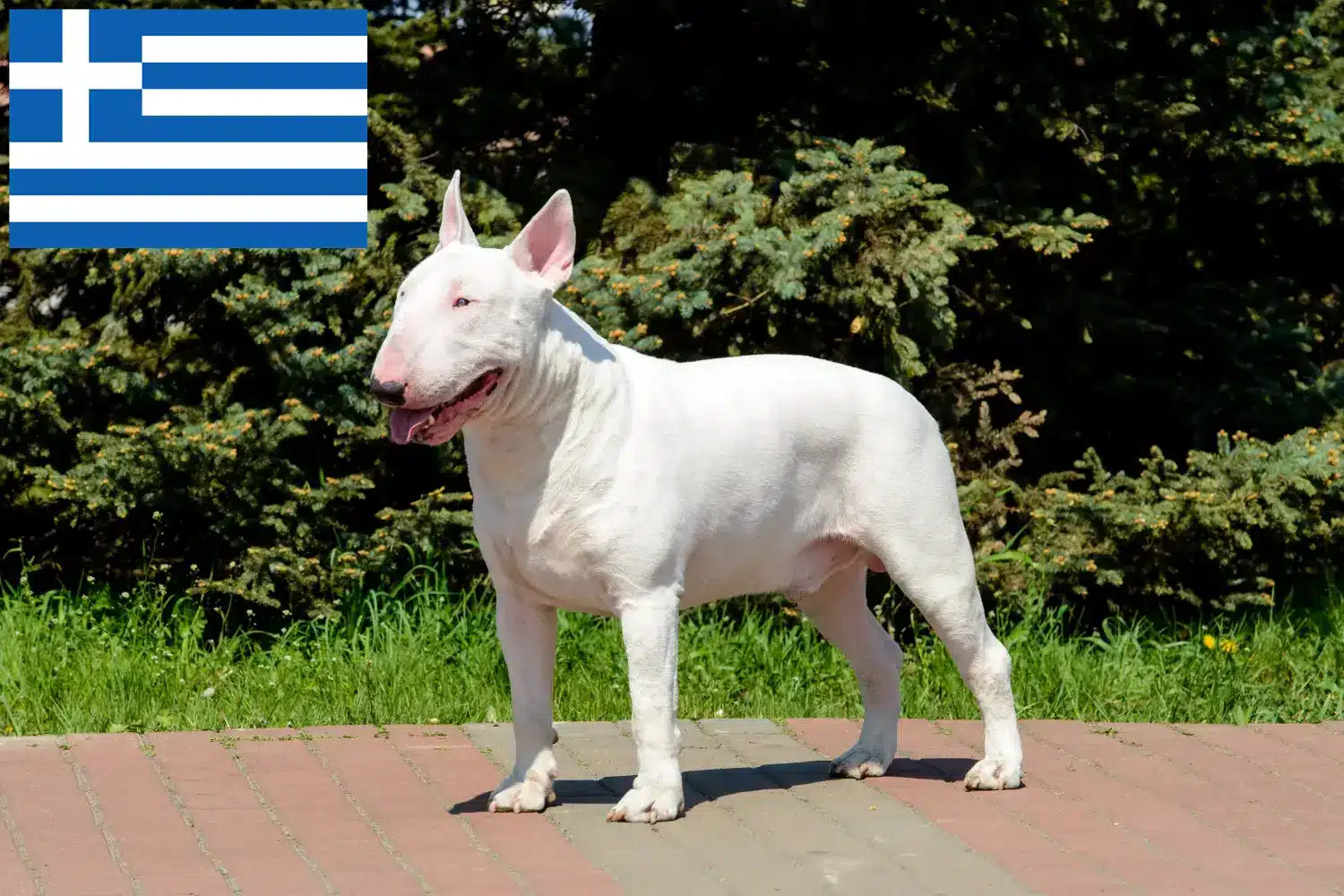 Read more about the article Criadores de Bull Terrier e cachorros na Grécia