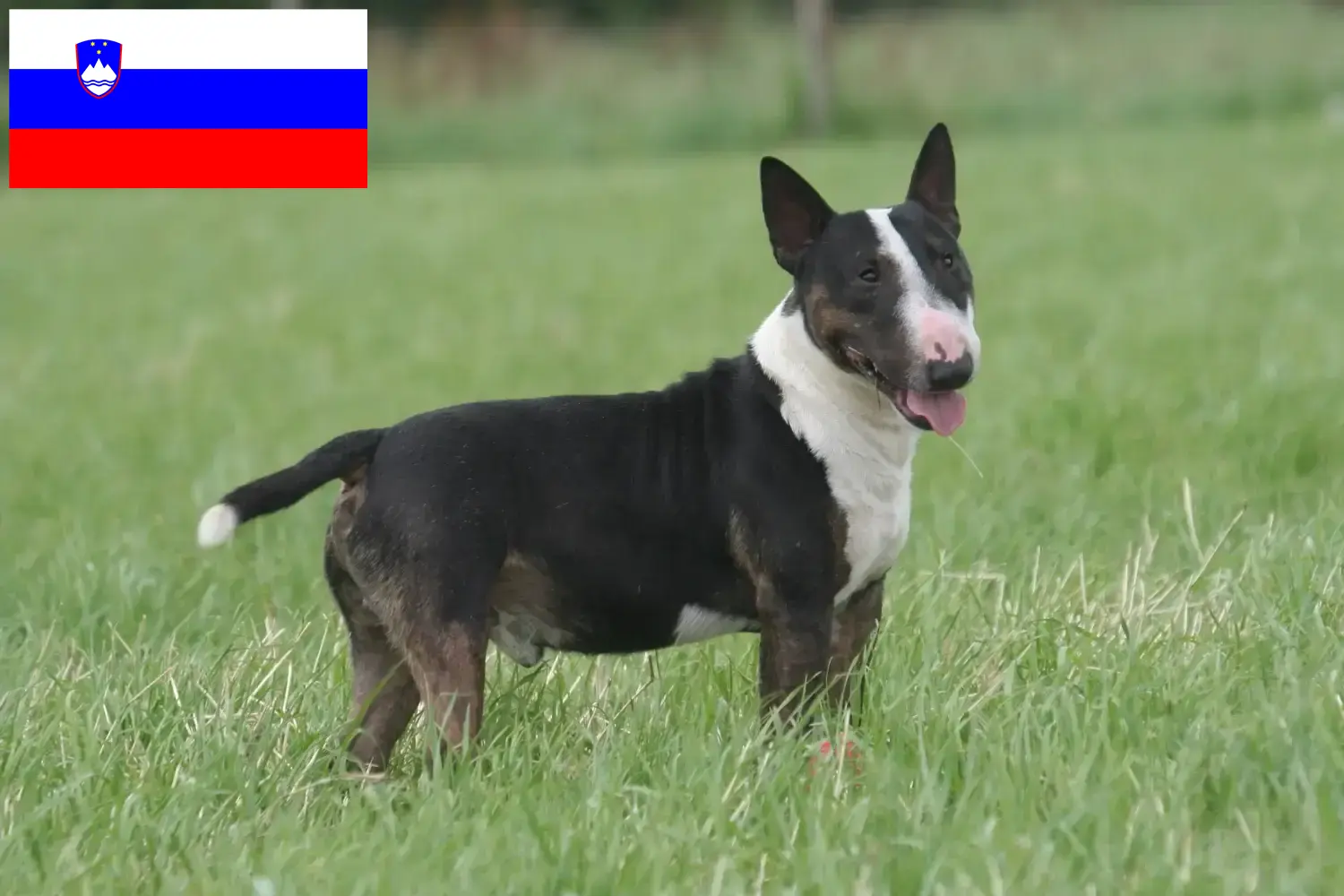 Read more about the article Criadores de Bull Terrier e cachorros na Eslovénia