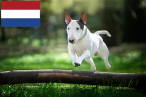 Read more about the article Criadores de Bull Terrier e cachorros nos Países Baixos