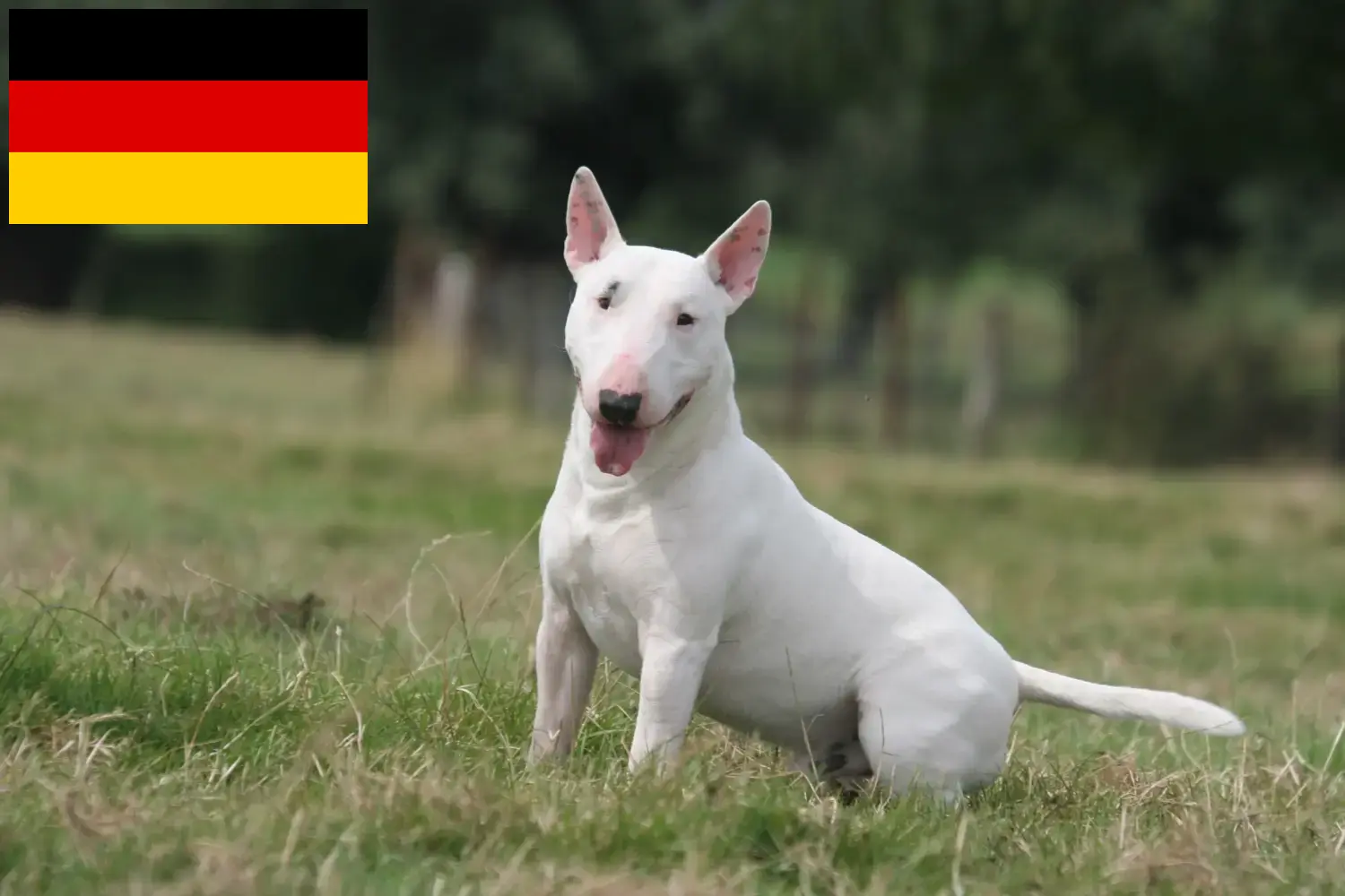 Read more about the article Criadores de Bull Terrier e cachorros na Alemanha