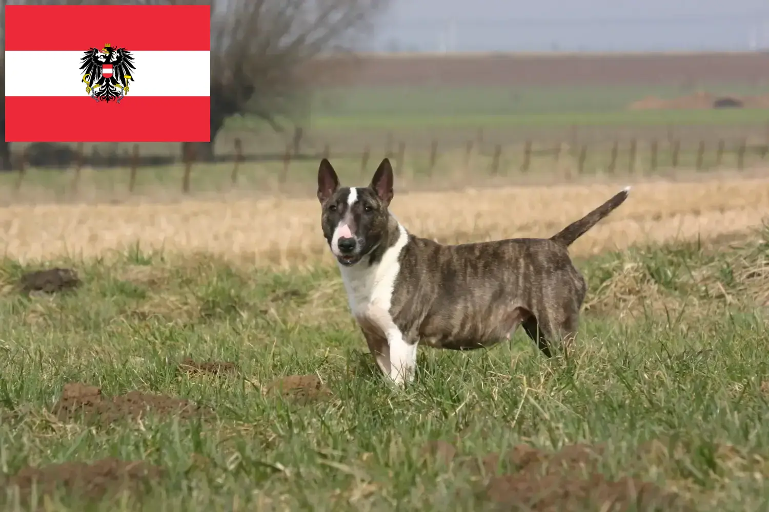 Read more about the article Criadores de Bull Terrier e cachorros na Áustria