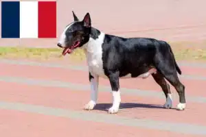 Read more about the article Criadores de Bull Terrier e cachorros em França