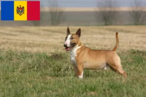 Read more about the article Criadores de Bull Terrier e cachorros em Moldova