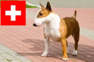 Read more about the article Criadores de Bull Terrier e cachorros na Suíça