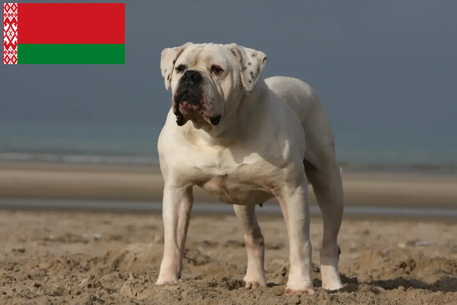 Read more about the article Criadores de Bulldog Americano e cachorros na Bielorrússia