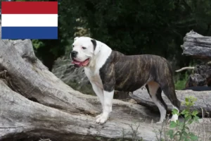 Read more about the article Criadores de Bulldog Americano e cachorros nos Países Baixos