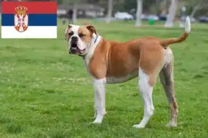 Read more about the article Criadores de Bulldog Americano e cachorros na Sérvia