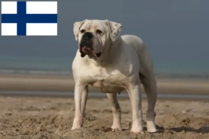 Read more about the article Criadores de Bulldog Americano e cachorros na Finlândia