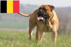 Read more about the article Criadores de Bullmastiff e cachorros na Bélgica