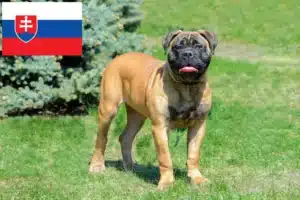 Read more about the article Criadores de Bullmastiff e cachorros na Eslováquia