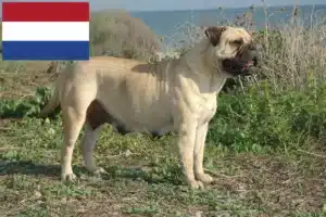 Read more about the article Criadores de Bullmastiff e cachorros nos Países Baixos