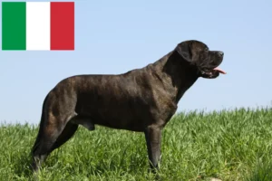 Read more about the article Criadores de Bullmastiff e cachorros em Itália