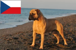 Read more about the article Criadores de Bullmastiff e cachorros na República Checa