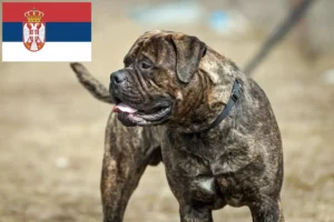 Read more about the article Criadores de Bullmastiff e cachorros na Sérvia