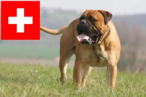 Read more about the article Criadores de Bullmastiff e cachorros na Suíça