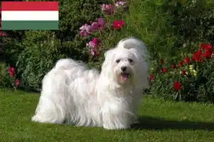 Read more about the article Criadores de Havanese e cachorros na Hungria