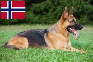 Read more about the article Criadores de cães de pastor e cachorros na Noruega