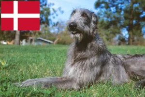 Read more about the article Criadores de Deerhound e cachorros na Dinamarca