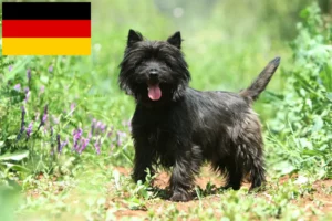 Read more about the article Criadores de Cairn Terrier e cachorros na Alemanha