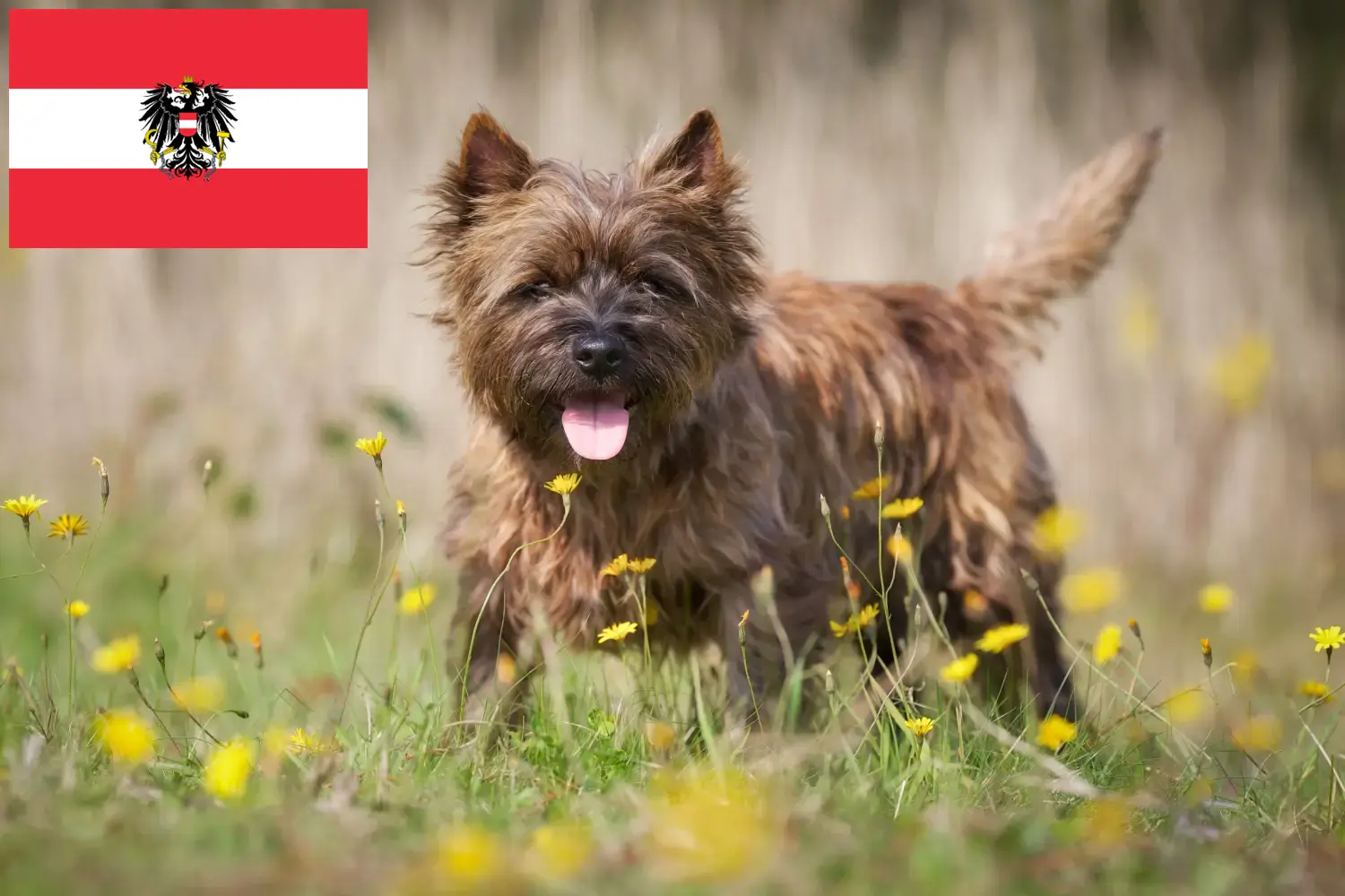 Read more about the article Criadores de Cairn Terrier e cachorros na Áustria