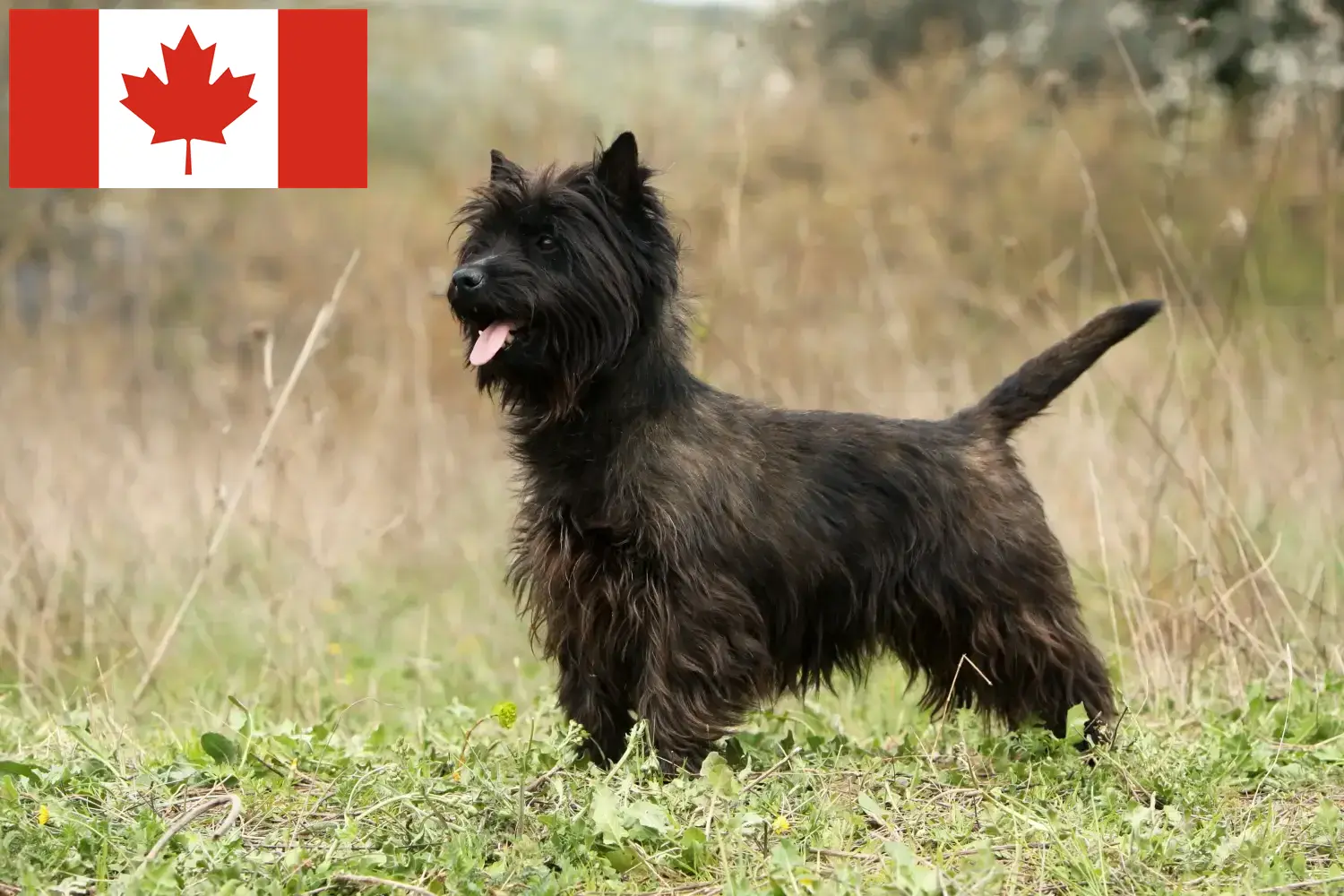 Read more about the article Criadores de Cairn Terrier e cachorros no Canadá