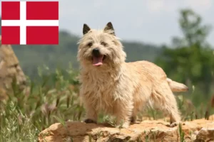 Read more about the article Criadores de Cairn Terrier e cachorros na Dinamarca