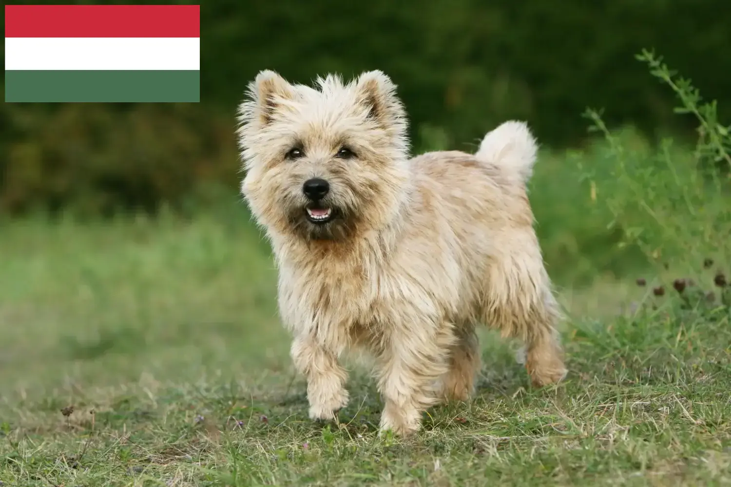 Read more about the article Criadores de Cairn Terrier e cachorros na Hungria