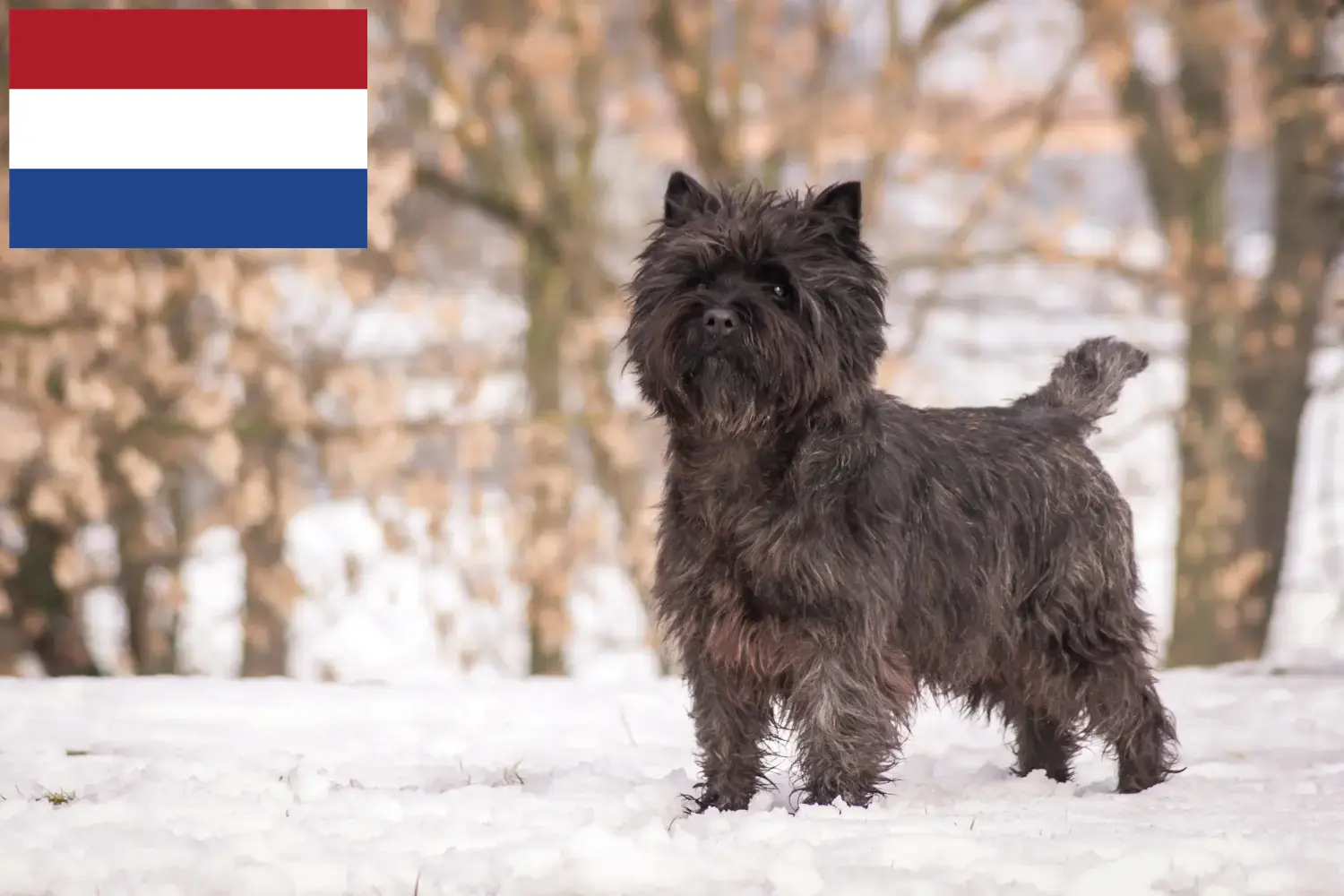 Read more about the article Criadores de Cairn Terrier e cachorros nos Países Baixos