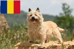 Read more about the article Criadores de Cairn Terrier e cachorros em Roménia