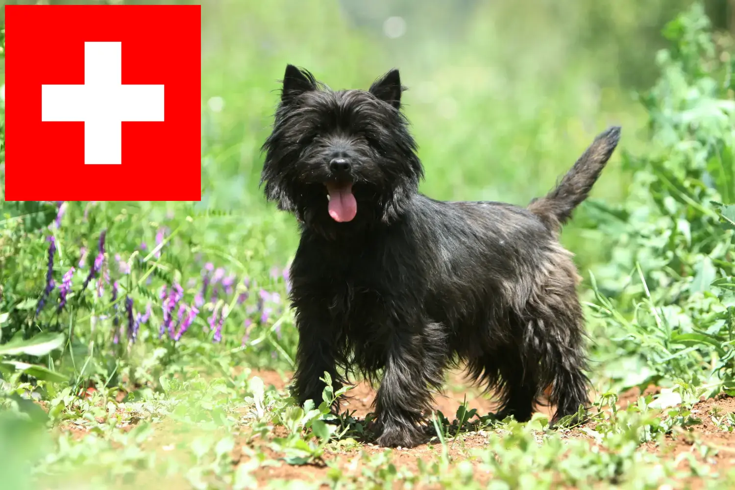 Read more about the article Criadores de Cairn Terrier e cachorros na Suíça