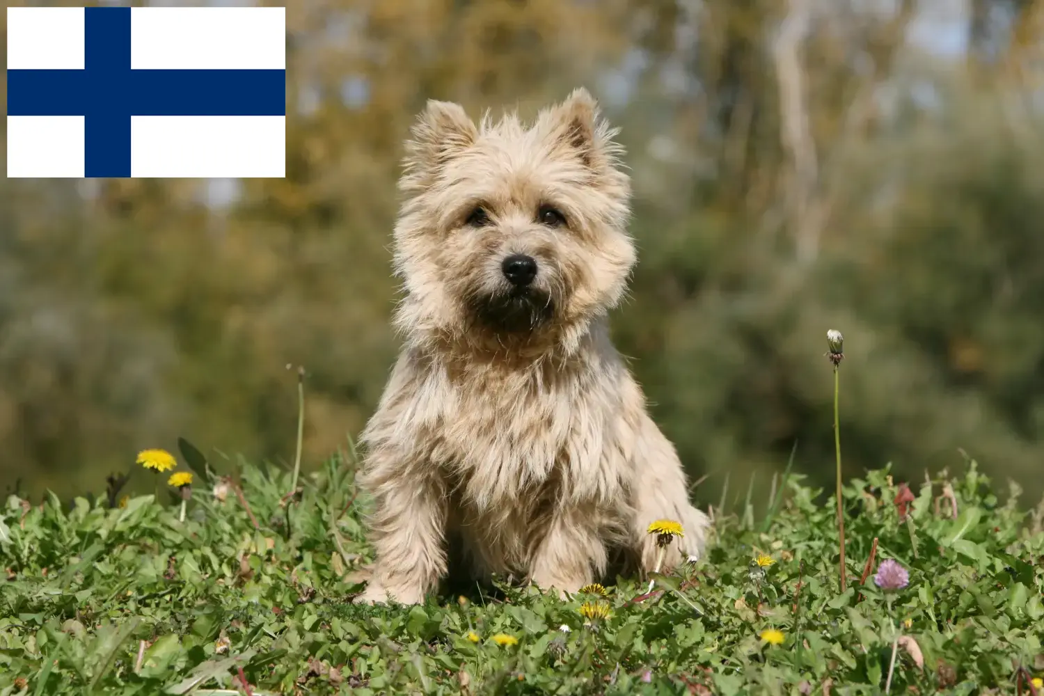 Read more about the article Criadores de Cairn Terrier e cachorros na Finlândia