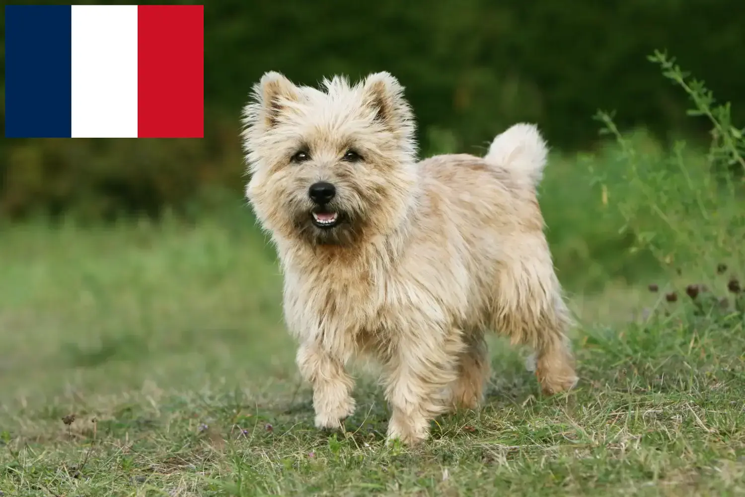 Read more about the article Criadores de Cairn Terrier e cachorros em França