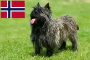 Read more about the article Criadores de Cairn Terrier e cachorros na Noruega