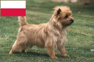 Read more about the article Criadores de Cairn Terrier e cachorros na Polónia