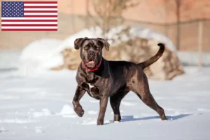 Read more about the article Criadores e cachorros de Cane Corso Italiano nos EUA