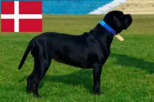 Read more about the article Cane Corso Italiano criadores e cachorros na Dinamarca