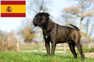 Read more about the article Cane Corso Italiano criadores e cachorros em Espanha