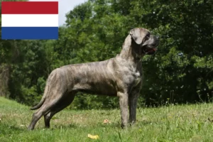 Read more about the article Criadores e cachorros de Cane Corso Italiano nos Países Baixos