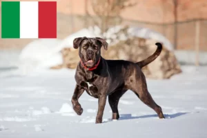 Read more about the article Cane Corso Italiano criadores e cachorros em Itália