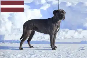 Read more about the article Criadores de Cane Corso Italiano e cachorros na Letónia