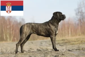 Read more about the article Criadores de Cane Corso Italiano e cachorros na Sérvia