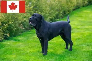 Read more about the article Cane Corso Italiano criadores e cachorros no Canadá