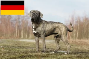 Read more about the article Cane Corso Italiano criadores e cachorros na Alemanha