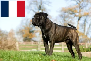 Read more about the article Cane Corso Italiano criadores e cachorros em França