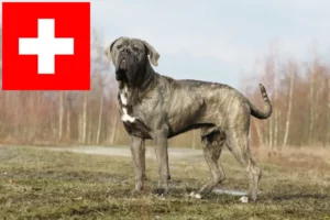 Read more about the article Criadores de Cane Corso Italiano e cachorros na Suíça